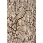 Amazon-Az10403-Brown-7.10 X 10.6 Area Rug