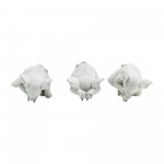 Resin, S/3, 8"h, Yoga Elephants, Wt