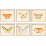 Paragon Butterflies S/6