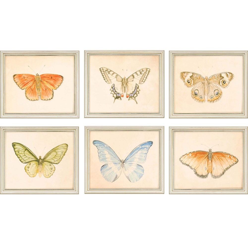 Paragon Butterflies S/6