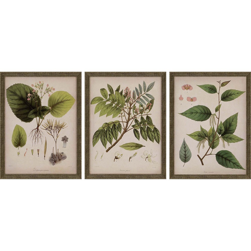 Paragon Plants I S/3 Paragon Plants I S/3