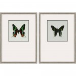 Paragon Great Butterfly I S/2
