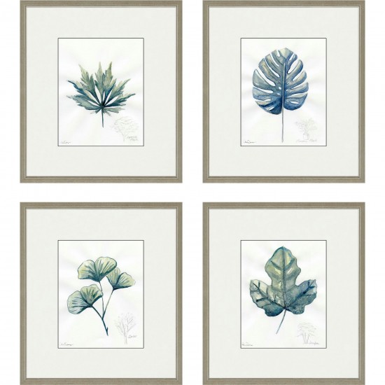 Paragon Plant Drawings S/4