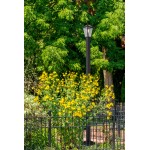 Z-Lite 1 Light Outdoor Post Mounted Fixture