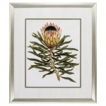 Antique Protea Vi