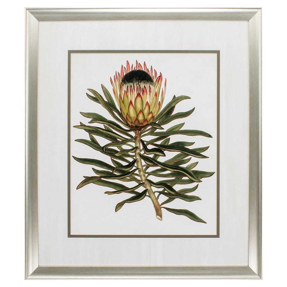 Antique Protea Vi