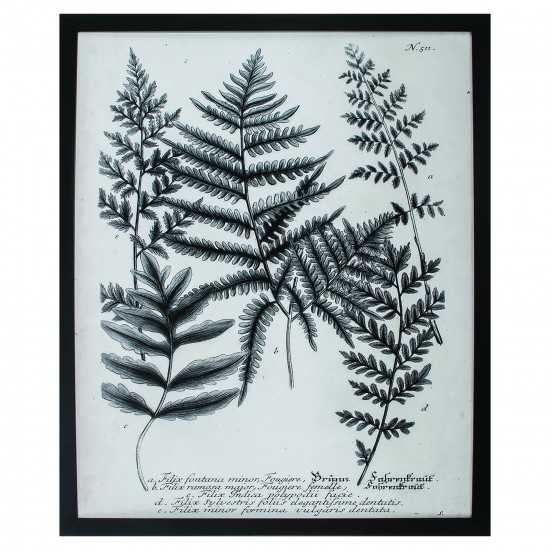 Charcoal Fern Gather II